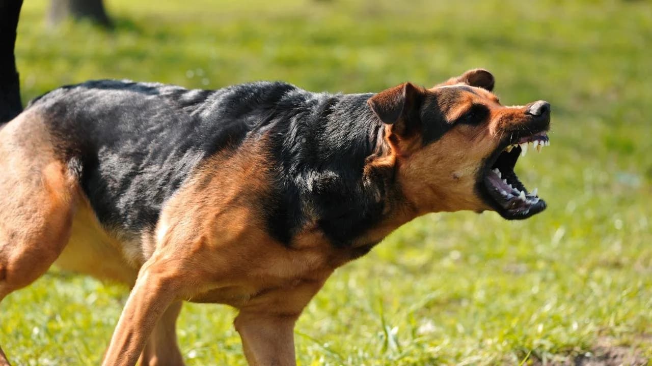 Aggressive dog training session in Sacramento