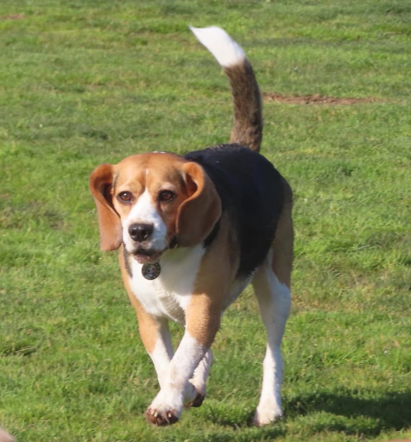 Debi training a dog outdoors in Sacramento