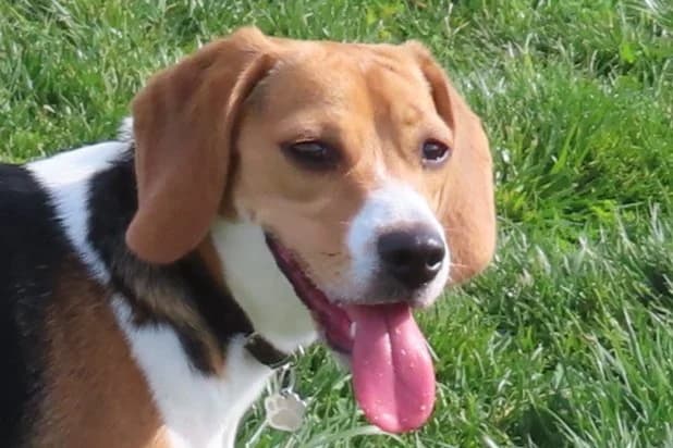 Debi working with a dog during an in-home training session