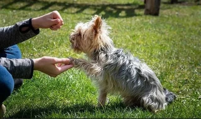 Dog shaking hands during obedience training session in Sacramento