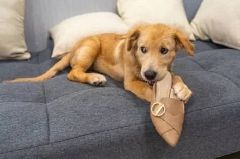 Puppy during in-home training session in Sacramento